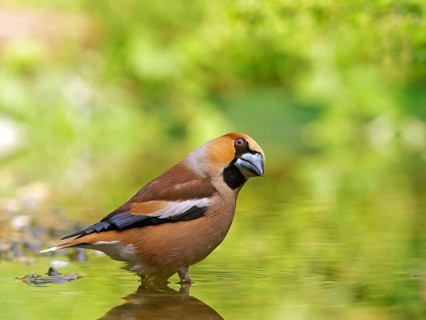 Hawfinch (Coccothraustes coccothraustes), male standing in shallow water, Solms, Hesse, Germany