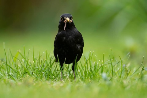 Eurasian blackbird (Turdus merula) adult male bird collecting grubs and worms for food on a garden