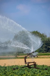 Artificial irrigation of a potato field with an irrigation system, long drought in summer makes