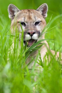 Cougar (Felis concolor), Minnesota, USA. A Cougar peeks out curiously from the tall grass