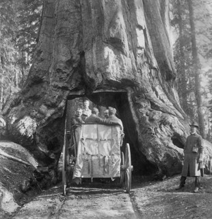18 July 1903: US President Theodore Roosevelt rides in a carriage through the Wawona sequoia grove,