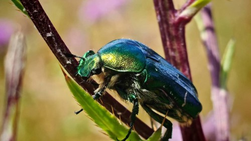 A close-up of a metallic green rose chafer (Cetonia aurata) on a plant stem in a summery setting,