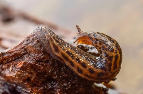 Big snail, big snowgel, limax maximus, snowgel, tiger snail, gastropod, great grey slug, leopard