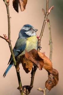 Blue tit, parus caeruleus, birds, high size, portrait format, sick, tit, passeri, songbirds,