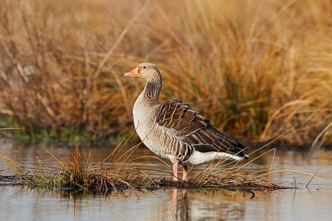 Greylag goose (Anser anser) standing on the bank, North Rhine-Westphalia, Germany