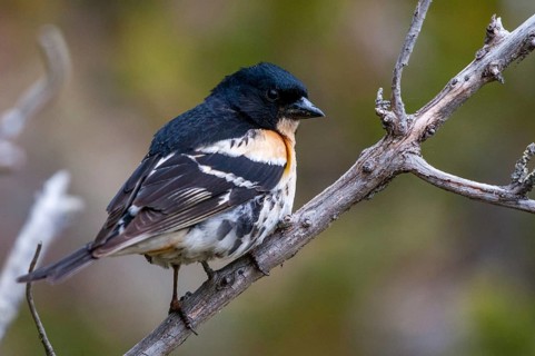 Mountain finch, brambling, Finland, fringilla montifringilla, birds, male, passeri, songbirds,