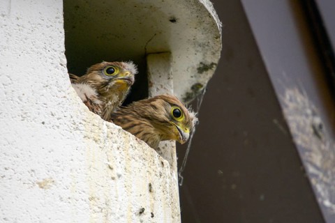 Falco tinnunculus, Common Kestrel, kestrel, birds, falcon, falconiformes, falcons, birds of prey,