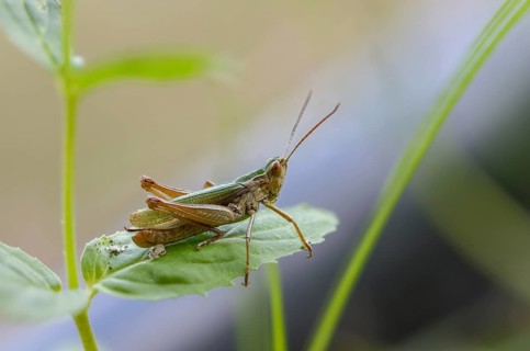 Acrididae, Caelifera, Chorthippus albomarginatus, field locusts, gomphocerinae, short-feeler,