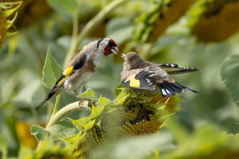 European goldfinch (Carduelis carduelis) adult parent bird feeding a juvenile baby fledgling on a