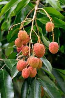 Lychee tree (Litchi chinensis), lychee tree, fruit, ripe, on the tree, foliage, Monzi,