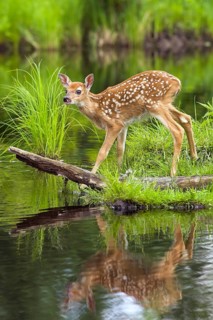 White-tailed deer (Odocoileus virginianus), Minnesota, USA. A young fawn balances carefully on a