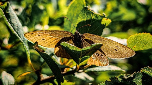 A close-up of a brown forest bird butterfly (Apahntopus hyperanthus) with its wings spread out on