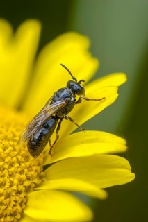 Anthophila, apiforms, bees, hylaeus, hylaeus nigritus, hymenoptera, mask bees, tansy mask bee, high