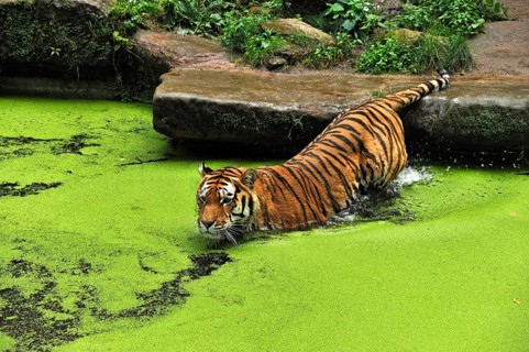 Siberian tiger (Panthera tigris altaica) in a moat with common duckweed (Lemna minor), Nuremberg