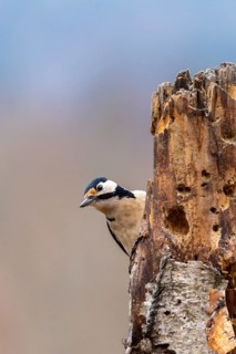 A woodpecker peeks out from behind a tree trunk against a blue sky, Great Spotted Woodpecker