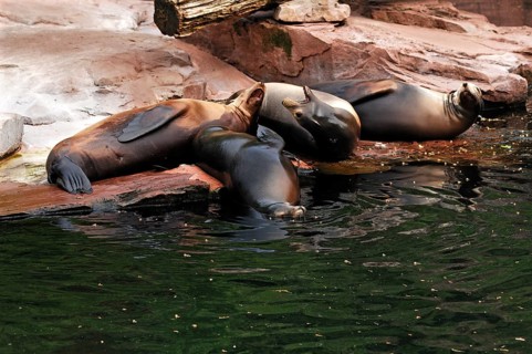 Sea lion, Zalophus californianus, am Beckenrand, Tierpark Nürnberg, Am Tiergarten 30, Nuremberg,
