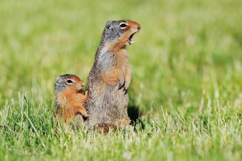 Columbia ground squirrel (Urocitellus columbianus, Spermophilus columbianus), a calling female with