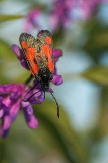Thyme ram, transparent burnet, zygaena purpuralis, blood droplets, butterfly, high size, portrait