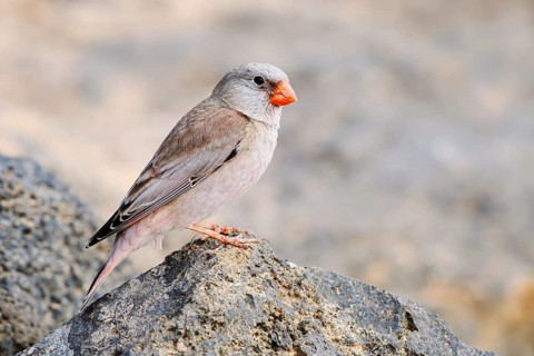 Desert bullfinch (Bucanetes githagineus), male sitting on a stone, Fuerteventura, Canary Islands,
