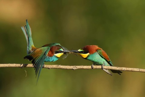 Birds on a branch, looking towards an insect, a bee-eater (Merops apiaster) with a dragonfly in its