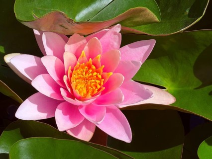 Water lily (Nymphaea), Rombergpark Botanical Garden, Dortmund, North Rhine-Westphalia, Germany