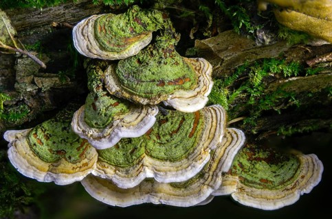 Auricularia Reflexa, Corticium reisneri, stereum hirsutum, stereum leoninum, stereum persoonianum,