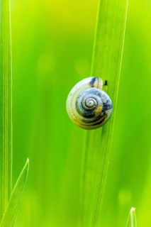 Snail on a blade of grass against a blurred green background, Small housing snail on a blade of