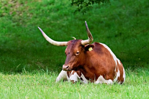 Texas longhorn cow sitting in a meadow, Meienberg, Aargau Canton, Switzerland