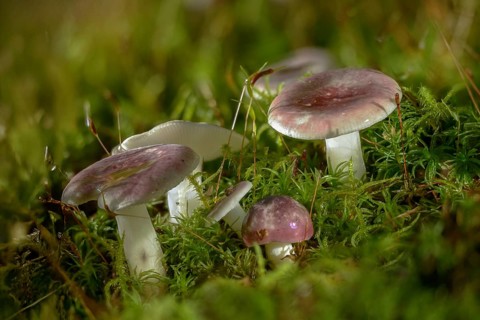 Alder Brittlegill, alder thief, yellowing alder dove, Russula Alnetorum, Russula Pumila, fungi,