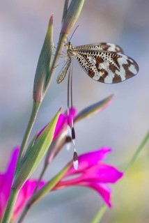 Below thread lacewing, threadlike, Nemoptera bipennis, southwestern European threadlike,