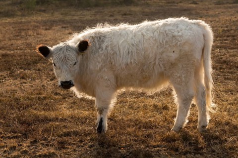 Artiodactyla, Bos Taurus sspec.4, cattle, even-toed ungulate, galloway cattle, galloway cattle,