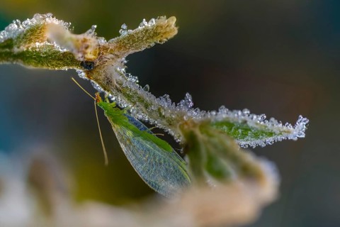 Chrysoperla carnea, lacewing, common lacewing, green lacewing, green lacewing, neuroptera, detail,