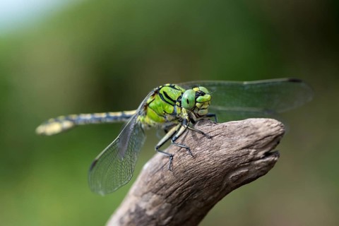 Green culbtail, green snaketail, green wedge, ophiogomphus cecilia, anisoptera, damselflies,