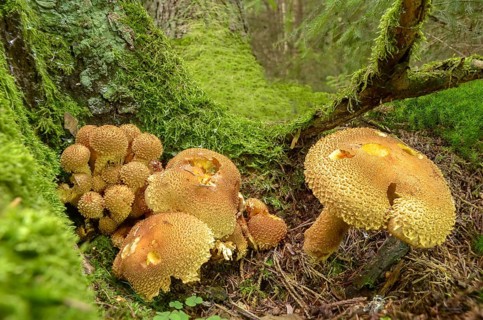 Dryophila squarrosa, Pholiota squarrosa, Pholiota verruculosa, cubs, sparse squeaks,