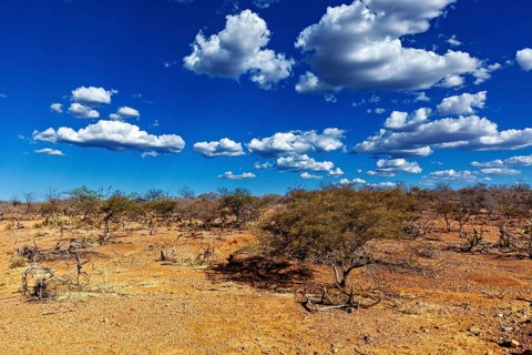 Lonely trees in a dry landscape under a clear, cloudy sky, the thornshrub savanna in the Caatinga