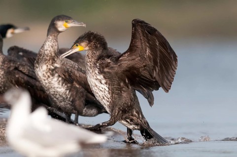 Black shag, cormorant, phalacrocorax carbo, birds, immaturus, not sexually mature, pelecaniformes,