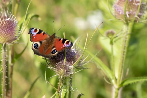 Peacock butterfly (Aglais io) adult insect feeding on a Teasel (Dipsacus fullonum) flower in