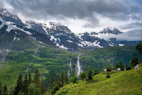 Alpine meadow with a herd of yaks (Bos mutus), picturesque mountain landscape with Schmadribach