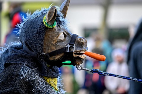 Member of a fools' guild in traditional Haes, fools' clothes, during the carnival procession in