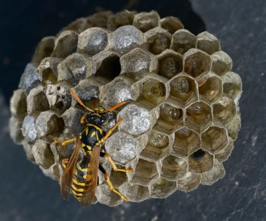 Brighter-colored paper wasp, French field wasp, gallic field wasp, house field wasp, hymenoptera,