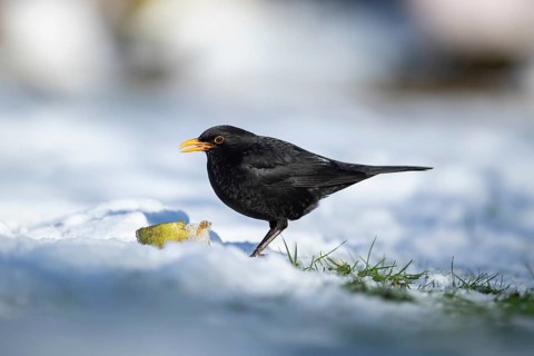 Eurasian blackbird (Turdus merula) adult male garden bird eating fruit on a snow covered lawn in
