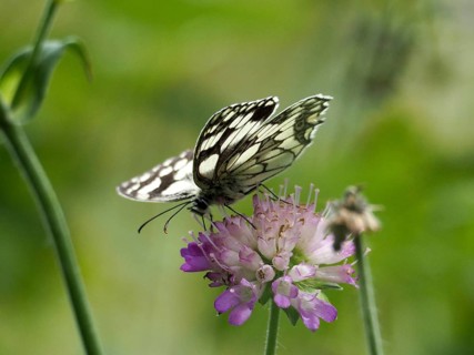A delicate butterfly, the checkerboard butterfly (Melanargia galathea), perched on a purple flower
