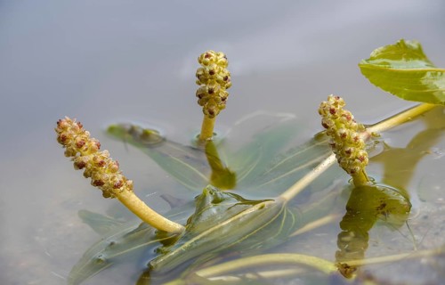 Shiny spawn herb, spawn herb, potamogeton lucens, shining pondweed, reflecting spawn herb, flora,