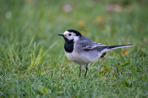 Wagtail, Motacilla Alba, White Wagtail, Birds, Passeri, Songbirds, Birds