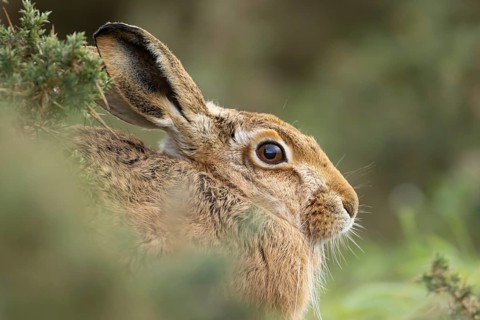 European brown hare (Lepus europaeus) adult animal head portrait, England, United Kingdom