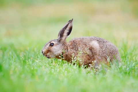 A brown hare (Lepus europaeus) is sitting in a meadow eating grass, North Rhine-Westphalia, Germany