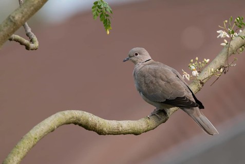 A Eurasian collared dove (Streptopelia decaocto) on a tree branch, sreepur, Gazipur, Bangladesh