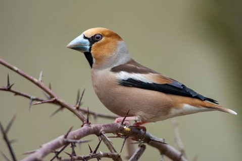 Coccothraustes Coccothraustes, Hawfinch, Heartbiters, Birds, Passeri, Songbirds, Birds