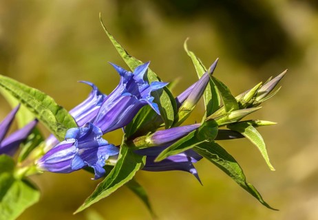 Gentian plants, gentiana asclepiadea, gentianaceae, swallowroot zian, flora, plants, plants, willow