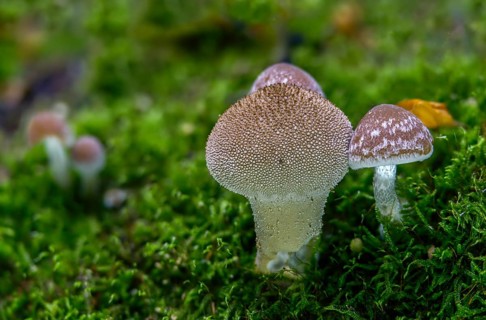 Cluster crumblecap, bottle dusting, lycoperdone perlatum, psathyrella hydrophila, psathyrella